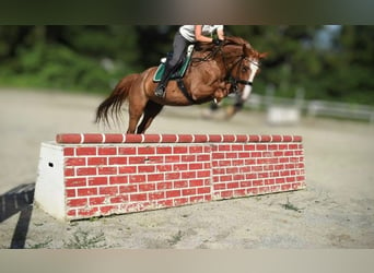 Czech Warmblood, Mare, 18 years, 16,2 hh, Chestnut-Red