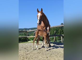 Czech Warmblood, Mare, 18 years, 16,2 hh, Chestnut-Red