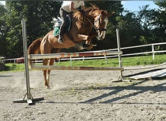 Czech Warmblood, Mare, 18 years, 16,2 hh, Chestnut-Red