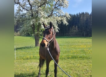 Czech Warmblood, Mare, 18 years, 16,2 hh, Roan-Bay