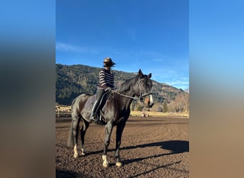 Czech Warmblood, Mare, 19 years, 15,2 hh, Black