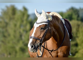 Czech Warmblood, Mare, 19 years, 16,2 hh, Chestnut-Red