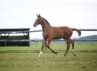 Czech Warmblood, Mare, 19 years, 16,2 hh, Bay