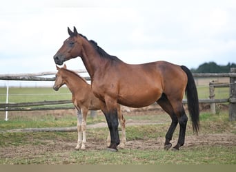 Czech Warmblood, Mare, 19 years, 16,2 hh, Bay