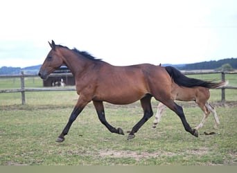 Czech Warmblood, Mare, 19 years, 16,2 hh, Bay