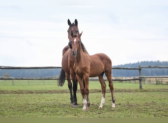 Czech Warmblood, Mare, 19 years, 16,2 hh, Bay