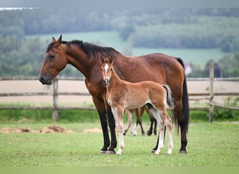 Czech Warmblood, Mare, 19 years, 16,2 hh, Bay