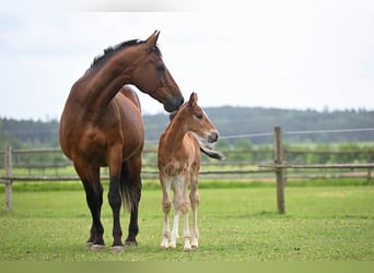Czech Warmblood, Mare, 19 years, 16,2 hh, Bay