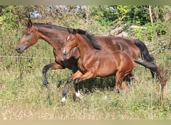 Czech Warmblood, Mare, 1 year, Brown