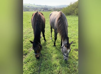 Czech Warmblood, Mare, 3 years, 16 hh, Grey-Red-Tan