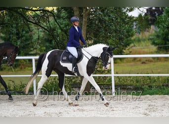 Czech Warmblood, Mare, 4 years, 16,2 hh, Pinto