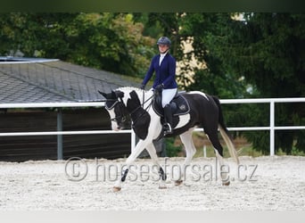 Czech Warmblood, Mare, 4 years, 16,2 hh, Pinto
