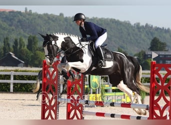 Czech Warmblood, Mare, 4 years, 16,2 hh, Pinto
