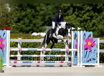 Czech Warmblood, Mare, 4 years, 16,2 hh, Pinto