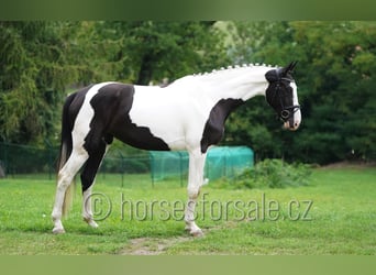 Czech Warmblood, Mare, 4 years, 16,2 hh, Pinto