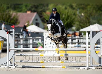 Czech Warmblood, Mare, 4 years, 16,2 hh, Pinto