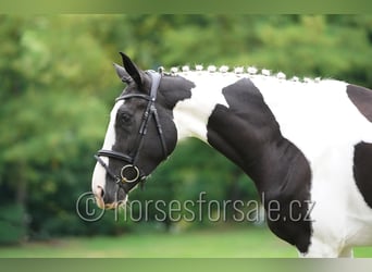 Czech Warmblood, Mare, 4 years, 16,2 hh, Pinto