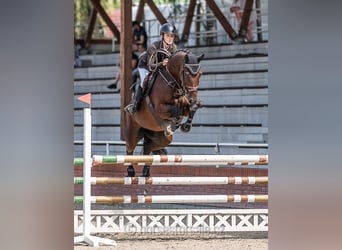 Czech Warmblood, Mare, 5 years, 16,1 hh, Brown