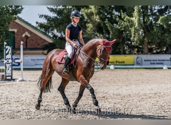 Czech Warmblood, Mare, 5 years, 16,1 hh, Brown