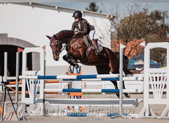 Czech Warmblood, Mare, 5 years, 16,1 hh, Brown