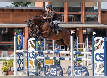 Czech Warmblood, Mare, 5 years, 16,1 hh, Brown