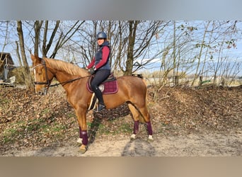 Czech Warmblood, Mare, 5 years, 16.1 hh, Chestnut-Red