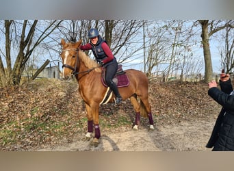 Czech Warmblood, Mare, 5 years, 16.1 hh, Chestnut-Red