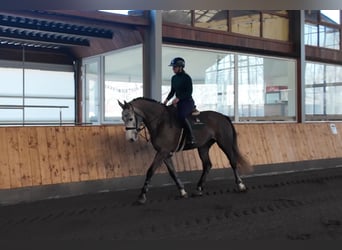 Czech Warmblood, Mare, 5 years, 16.1 hh, Grey-Dapple
