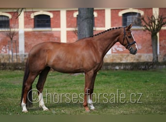 Czech Warmblood, Mare, 5 years, 16.2 hh, Chestnut-Red