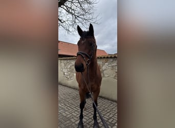 Czech Warmblood, Mare, 5 years, 16 hh, Bay