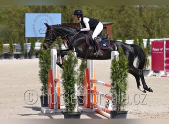 Czech Warmblood, Mare, 5 years, 16 hh, Smoky-Black