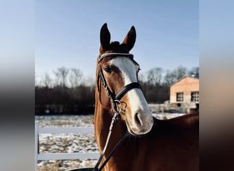 Czech Warmblood, Mare, 5 years, 16,1 hh, Bay