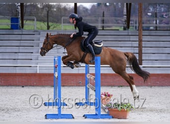 Czech Warmblood, Mare, 5 years, 16,2 hh, Chestnut-Red