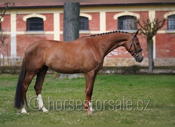 Czech Warmblood, Mare, 5 years, 16,2 hh, Chestnut-Red