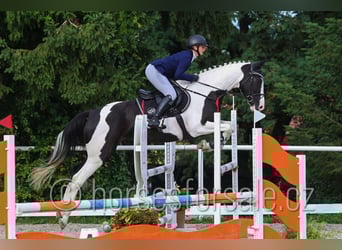 Czech Warmblood, Mare, 5 years, 16,2 hh, Pinto