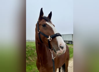 Czech Warmblood, Mare, 5 years, 17 hh, Brown