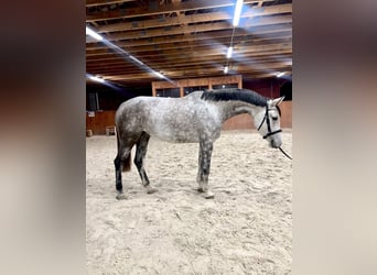 Czech Warmblood, Mare, 5 years, 17 hh, Gray