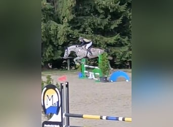 Czech Warmblood, Mare, 5 years, 17 hh, Gray