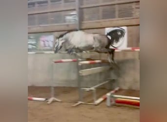 Czech Warmblood, Mare, 5 years, 17 hh, Gray