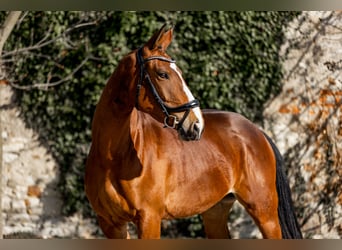 Czech Warmblood, Mare, 5 years, Brown
