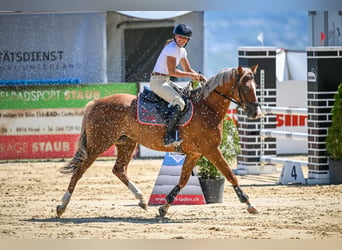 Czech Warmblood, Mare, 6 years, 15.1 hh, Chestnut-Red