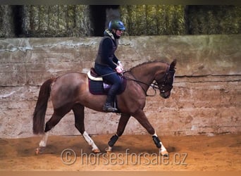 Czech Warmblood, Mare, 6 years, 15,1 hh, Chestnut-Red