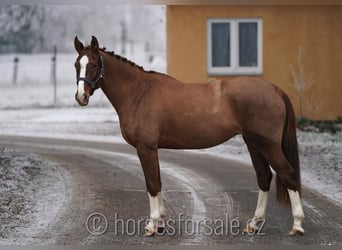 Czech Warmblood, Mare, 6 years, 15,1 hh, Chestnut-Red