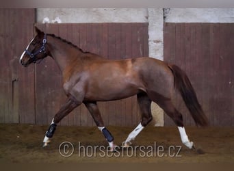 Czech Warmblood, Mare, 6 years, 15,1 hh, Chestnut-Red