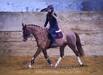 Czech Warmblood, Mare, 6 years, 15,1 hh, Chestnut-Red