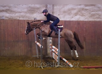 Czech Warmblood, Mare, 6 years, 15,1 hh, Chestnut-Red