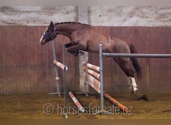 Czech Warmblood, Mare, 6 years, 15,1 hh, Chestnut-Red