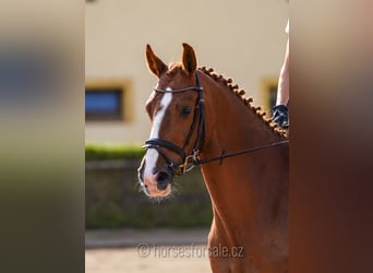 Czech Warmblood, Mare, 6 years, 16.1 hh, Chestnut-Red