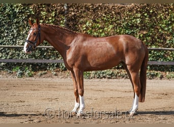 Czech Warmblood, Mare, 6 years, 16.1 hh, Chestnut-Red