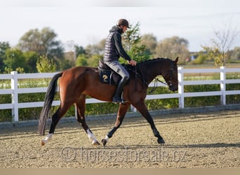 Czech Warmblood, Mare, 6 years, 16,2 hh, Brown